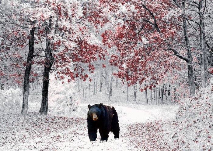 Nature Winter Snow Bear Predator Cold Landscape 